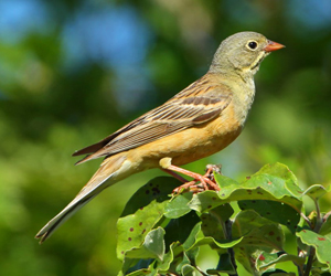 Хөмрөг (Алаг хөмрөг)